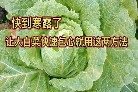 寒露过后白菜怎么管理