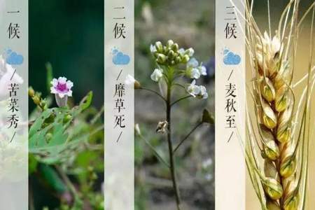 清谷天夏满芒夏什么意思