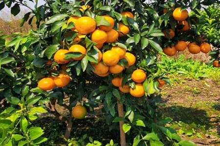 橘子树什么时间种植