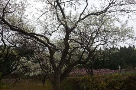 岸前三千梨花树什么意思