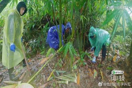 挖笋子主要内容是什么