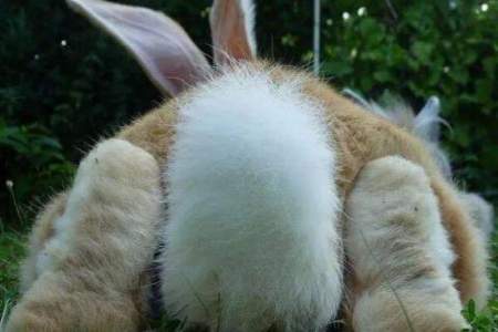 知道小白兔的尾巴像什么吗