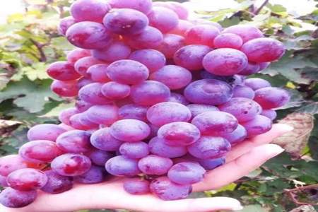 秋天把紫色给了葡萄葡萄像什么