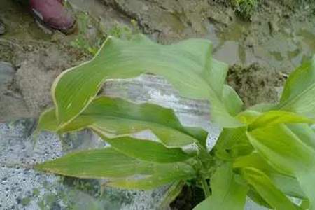 玉米僵苗怎么处理才能快速生长