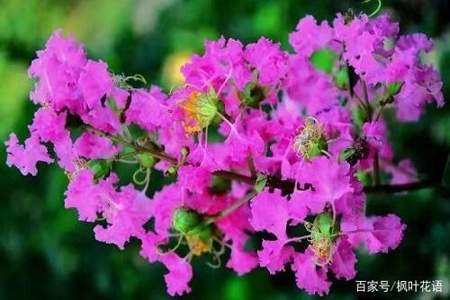 沾花惹花不败花什么意思