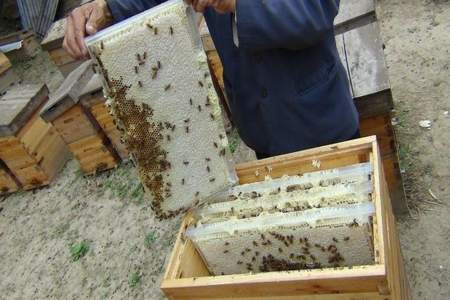 怎么防止蜜蜂互相盗糖