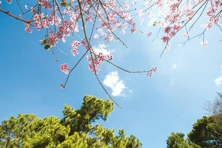 好花天色什么意思