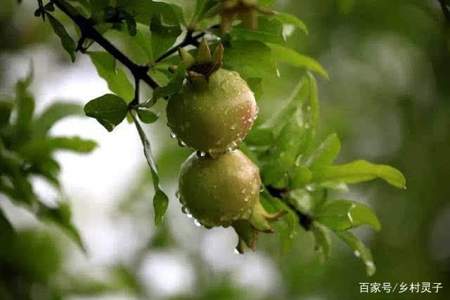 立秋大雨代表什么