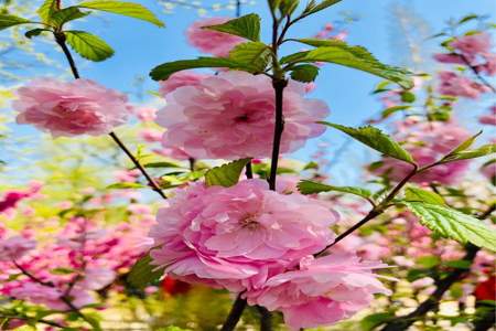 用百花争艳花红柳绿春色满园写几句话