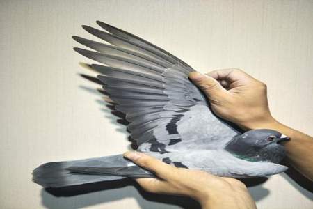 掰断翅膀的鸽子代表什么意思