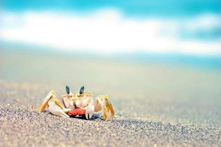 沙滩螃蟹吃什么