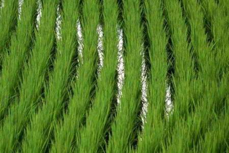 水稻的种植过程是什么