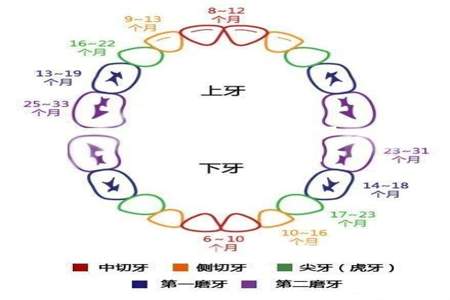 颜碎怎么种出牙快