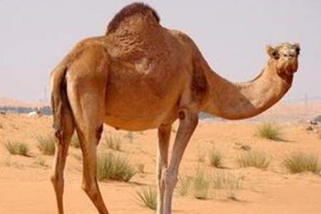伤心的骆驼是什么意思