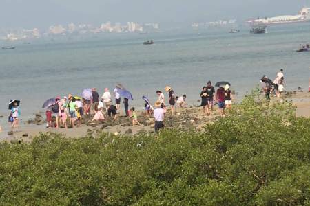 海陵岛赶海能抓到什么