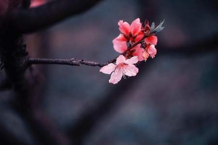 陌上花是什么意思啊