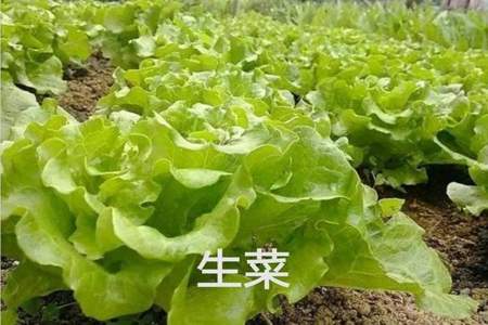 11月可以种什么菜