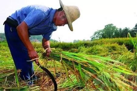 田里庄稼生白飞虱用什么治