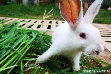 兔子六个月了怎么还不生小兔