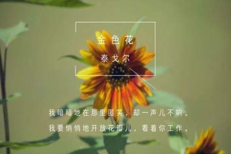 如果我是一朵金色花我会做些什么