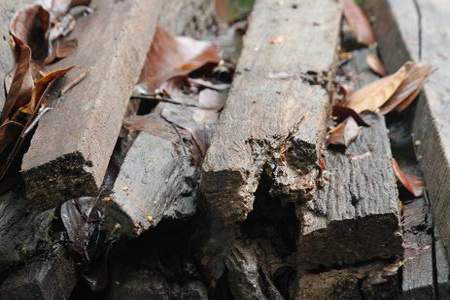 木材已经腐烂，去除腐烂后怎么防止再次腐烂