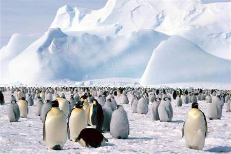 南极洲有什么动物
