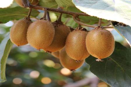 猕猴桃是什么季节的果实