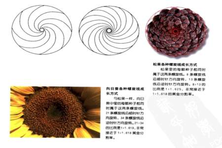 斐波那契数列什么时候会学