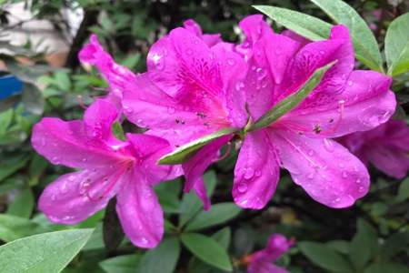 雨后的什么像什么