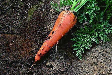 萝卜用什么肥料最好