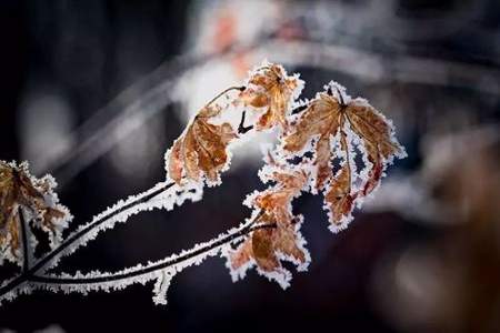 犹得今冬雪里看什么意思