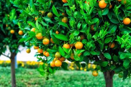 橙子像什么挂在树上