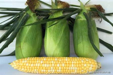 玉米比喻成什么