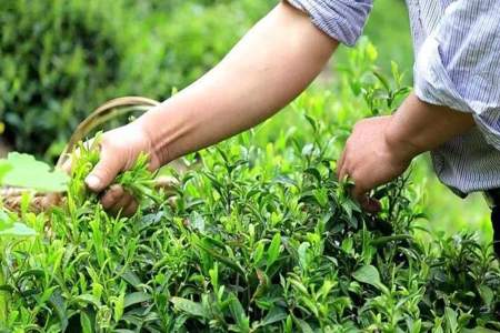 茶树怎么养茶叶才长得好