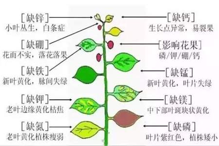 什么是植物生长刺激素