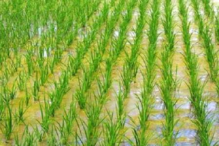 有机水稻怎么种植