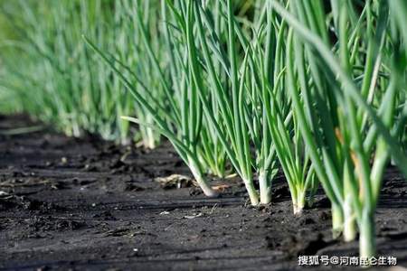 家庭种植大葱烂根怎么办