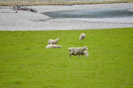 远处的一只孤羊是什么意思