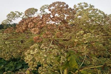 中原地区适合种植什么药材