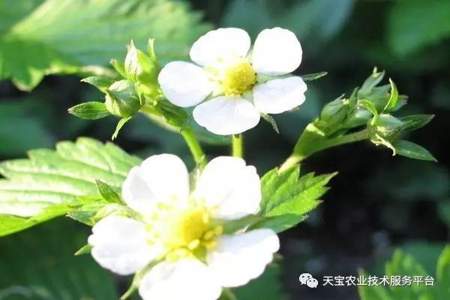 草莓花芽分化什么时候打