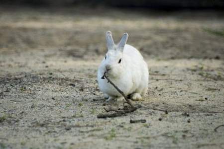 小白兔的毛雪白雪白的就像什么