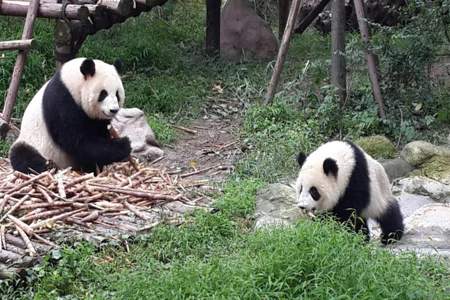 熊猫基地有什么好玩的么