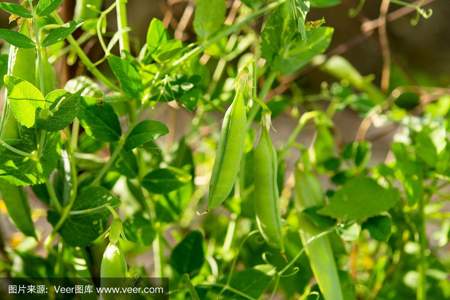 豌豆是什么季节发芽的