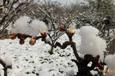 香自冰雪天的前一句是什么