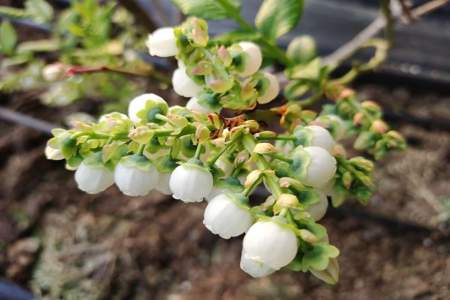 蓝莓11月开花正常吗