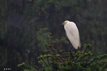 雨中的白鹭最后一个自然段有什么含义
