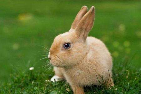 这是一只什么的兔子填空