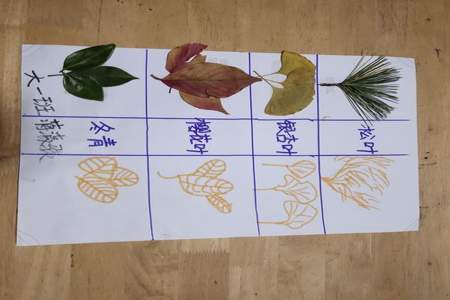 幼儿园秋季种植调查表怎么填