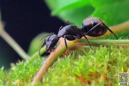 蚂蚁搬家十个大袋不觉来到的意思是什么