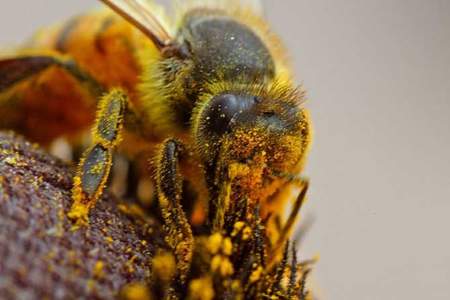 两三框蜜蜂出勤率低是什么原因